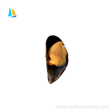 wholesale mussel meat with half shellsupplier